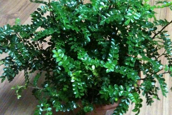 清香木和胡椒木的區別是什么 胡椒木和清香木哪個貴