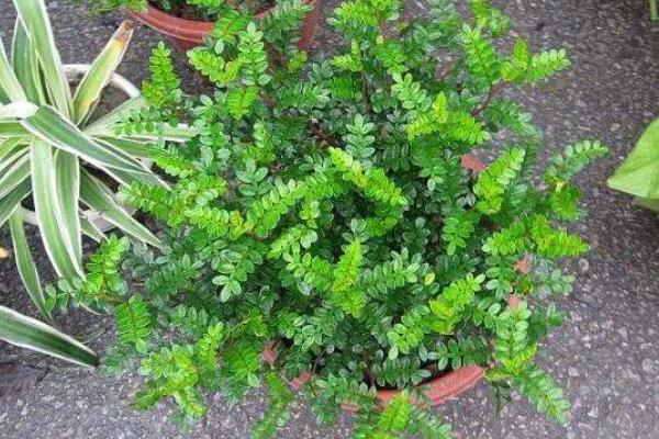 清香木和胡椒木的區別是什么 胡椒木和清香木哪個貴