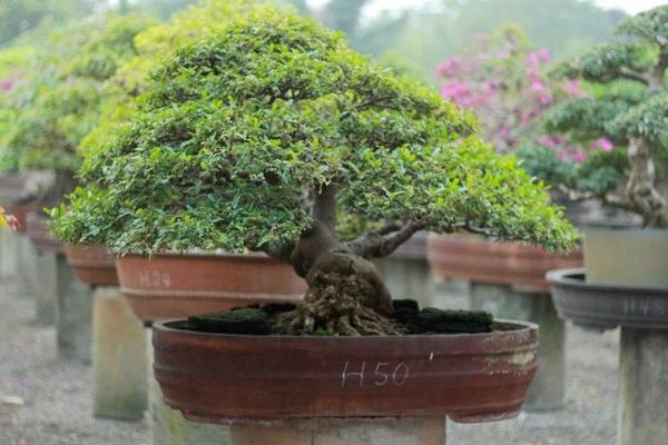 清香木和胡椒木的區別是什么 胡椒木和清香木哪個貴