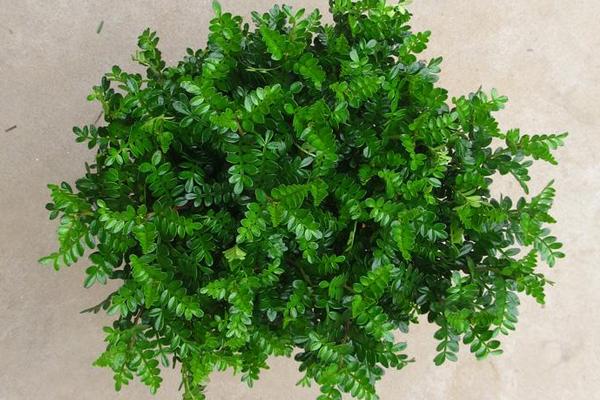 清香木和胡椒木的區別是什么 胡椒木和清香木哪個貴