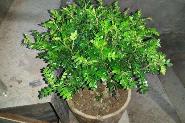 清香木和胡椒木的區別是什么 胡椒木和清香木哪個貴