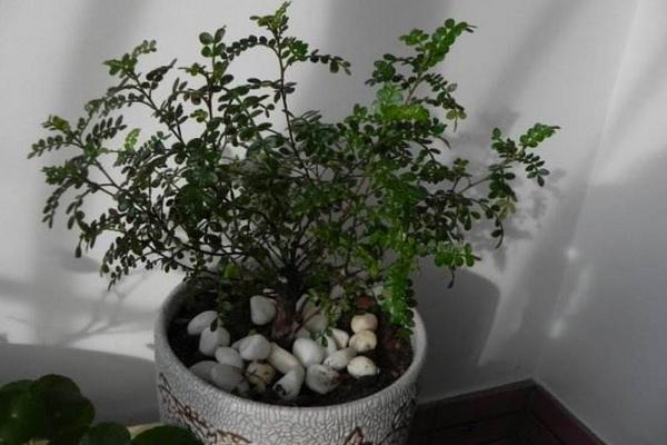 清香木和胡椒木的區別是什么 胡椒木和清香木哪個貴