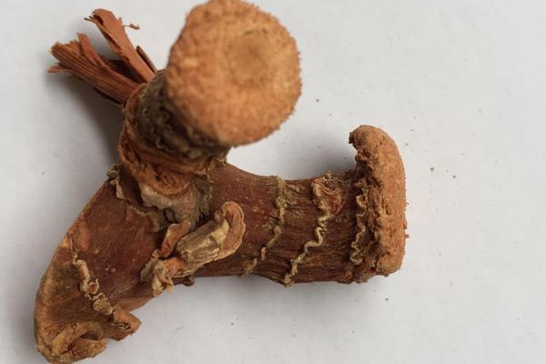 良姜的功效與作用及禁忌 良姜和生姜的區別是什么