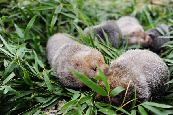 為什么市場上沒竹鼠賣 哪里有竹鼠種苗賣 竹鼠一般的銷路在哪里