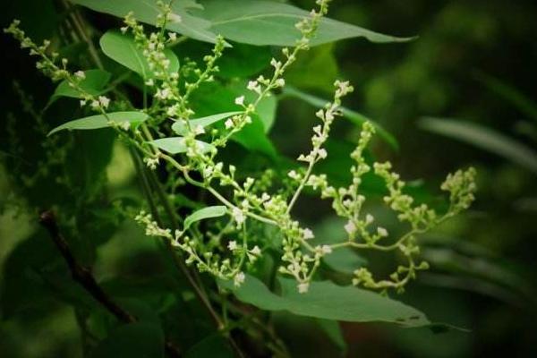 何首烏市場價格多少錢一斤 何首烏不能和什么一起吃