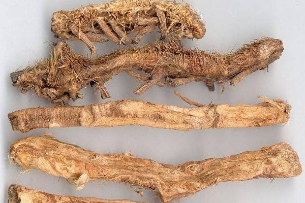 知母種植效益 知母在南方可以種植嗎