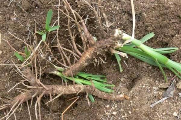 知母種植效益 知母在南方可以種植嗎