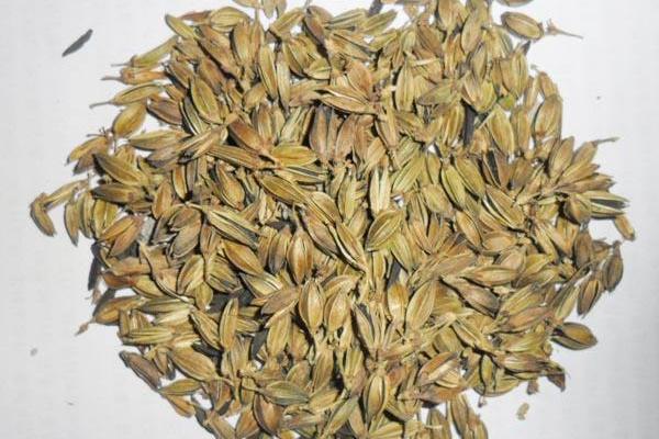 知母種植效益 知母在南方可以種植嗎