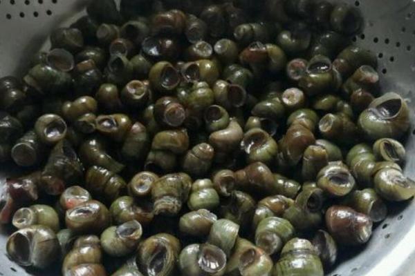 螺螄有寄生蟲嗎 螺螄肉是不是發物