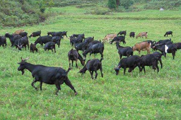 農(nóng)村很多人不知道的養(yǎng)羊技術(shù)，按這六點做可以明顯提升出欄率