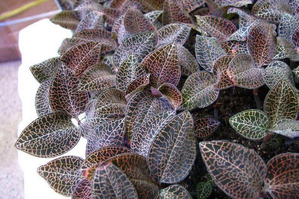 金線蓮有幾種（不同品種之間的區別） 野生金線蓮屬幾級保護植物