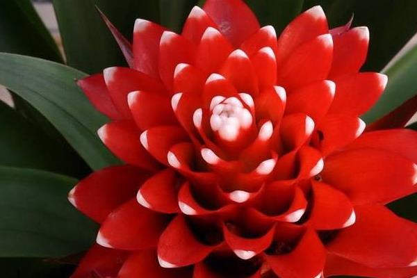 鴻運當頭是鳳梨花嗎 鳳梨花和鴻運當頭的區(qū)別是什么