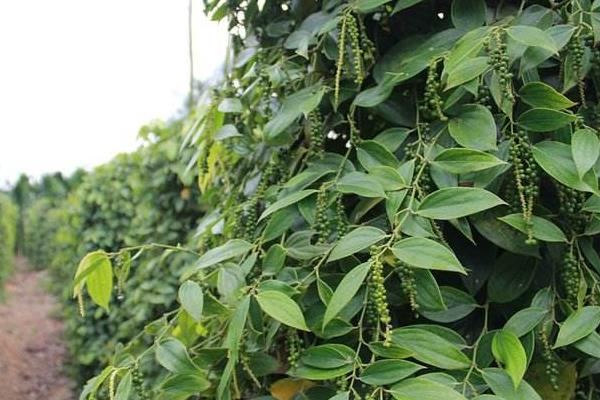 胡椒產(chǎn)地在哪里 胡椒原產(chǎn)地是哪個國家