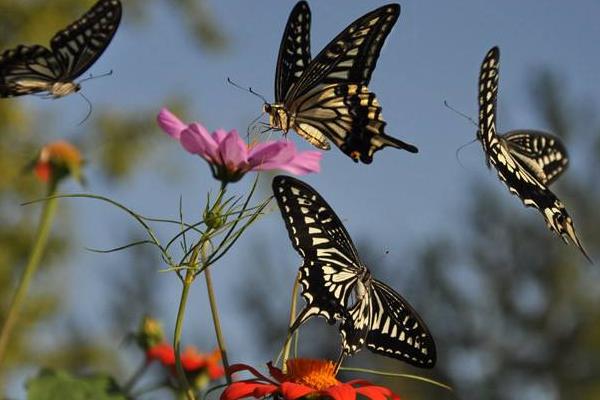 蝴蝶是益蟲還是害蟲 蝴蝶是昆蟲嗎