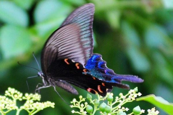 蝴蝶像什么 蝴蝶有幾條腿 蝴蝶的壽命是多少天