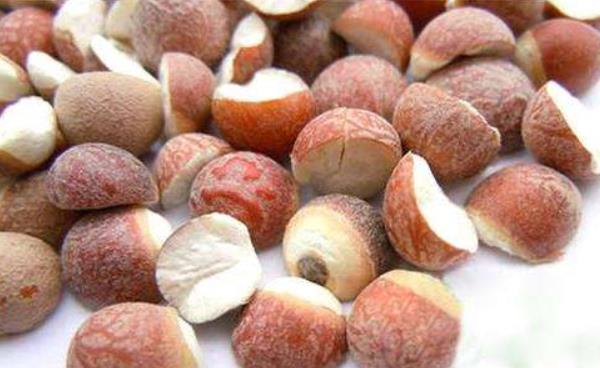 大芡實與小芡實哪種好 生芡實和炒芡實的區別是什么