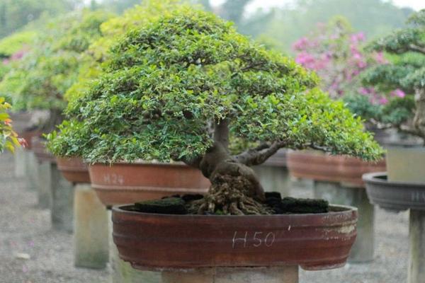 胡椒木的養殖方法和注意事項 胡椒木盆景造型方法