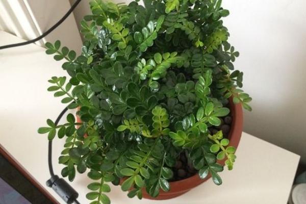 胡椒木常見病害有哪些 胡椒木葉子發黃掉落怎么辦