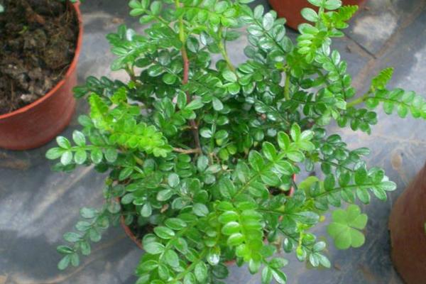 胡椒木放室內有毒嗎 胡椒木怎么澆水