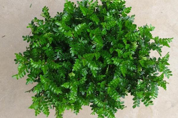 胡椒木的功效與作用及禁忌 胡椒木的藥用價值