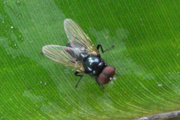 蒼蠅卵多久孵化 蒼蠅卵吃了會怎樣