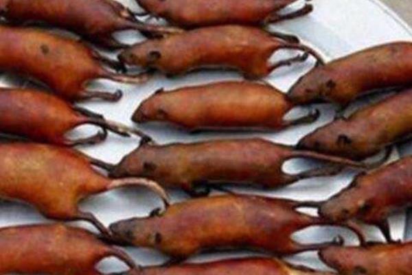 老鼠肉的功效與作用 吃老鼠肉會有什么危害