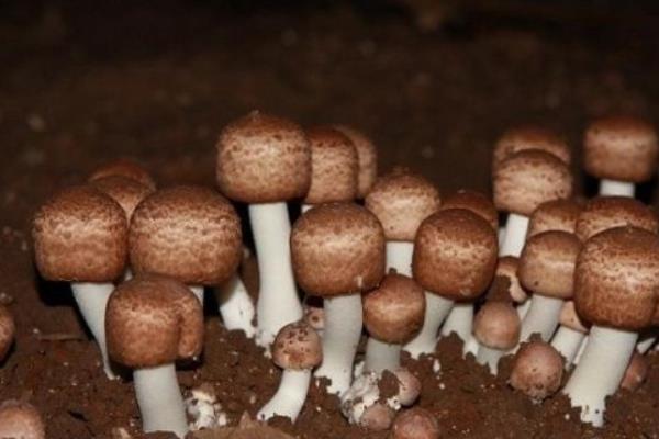 姬松茸市場價格多少錢一斤 姬松茸與什么一起煲湯最好