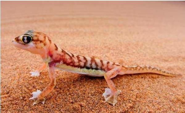 家里有壁虎什么征兆（吉還是兇） 壁虎進家里預示什么