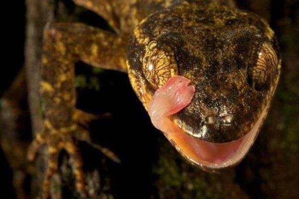 家里有壁虎怎么辦 壁虎會(huì)不會(huì)爬到床上