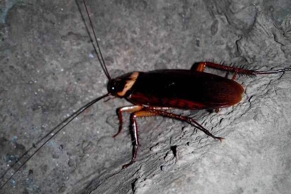 家里為什么會(huì)有蟑螂 家里有蟑螂怎么辦