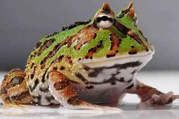 角蛙是蟾蜍還是青蛙 被角蛙咬了怎么辦