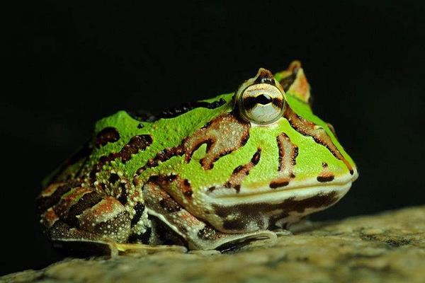 角蛙是蟾蜍還是青蛙 被角蛙咬了怎么辦