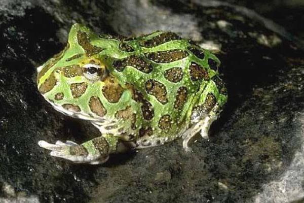 角蛙是蟾蜍還是青蛙 被角蛙咬了怎么辦