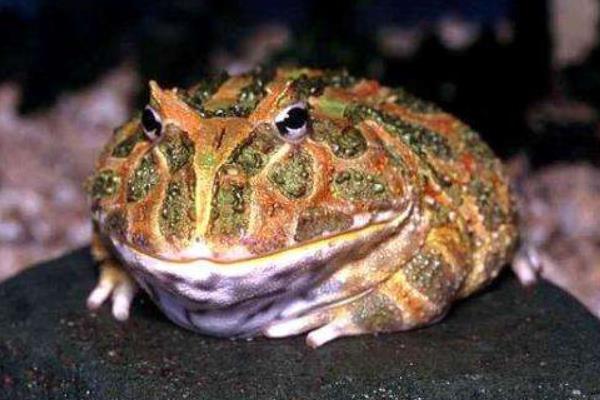 角蛙是蟾蜍還是青蛙 被角蛙咬了怎么辦