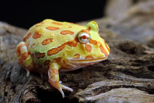 角蛙是蟾蜍還是青蛙 被角蛙咬了怎么辦