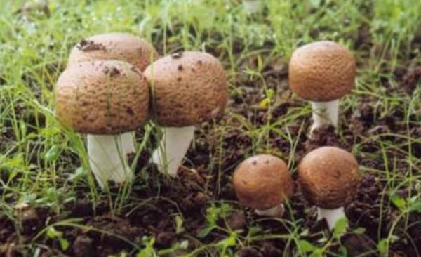 姬松茸市場價格多少錢一斤 姬松茸與什么一起煲湯最好