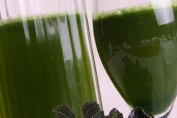 金線蓮怎么吃效果最好 新鮮金線蓮的吃法