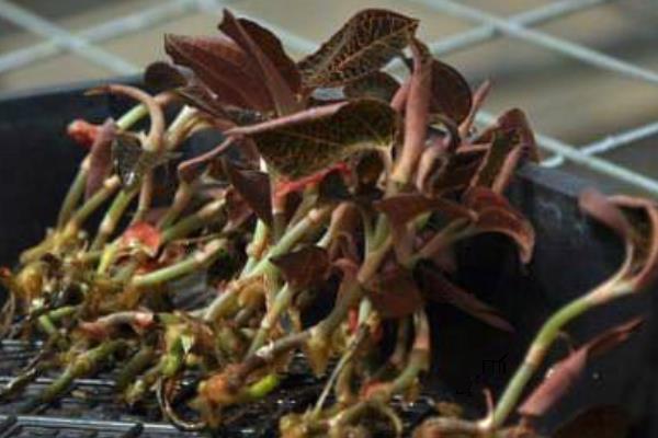 金線蓮怎么吃效果最好 新鮮金線蓮的吃法