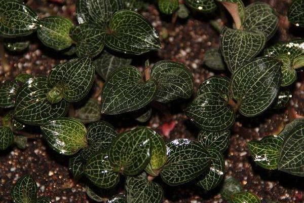 金線蓮種子怎么播種 金線蓮育苗技術