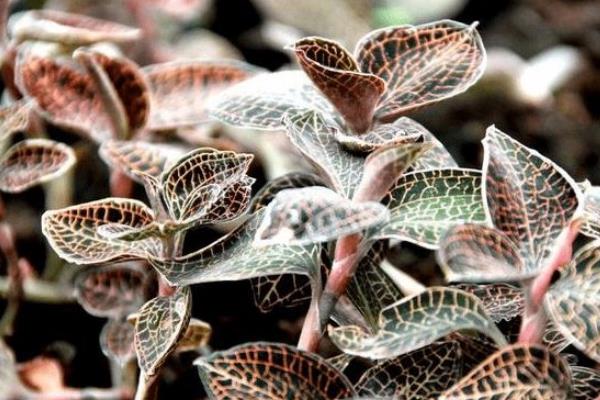 金線蓮種子怎么播種 金線蓮育苗技術