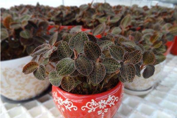 金線蓮種子怎么播種 金線蓮育苗技術