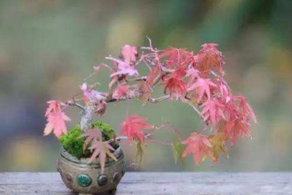 如何讓盆景楓樹不長高 楓樹盆景制作方法