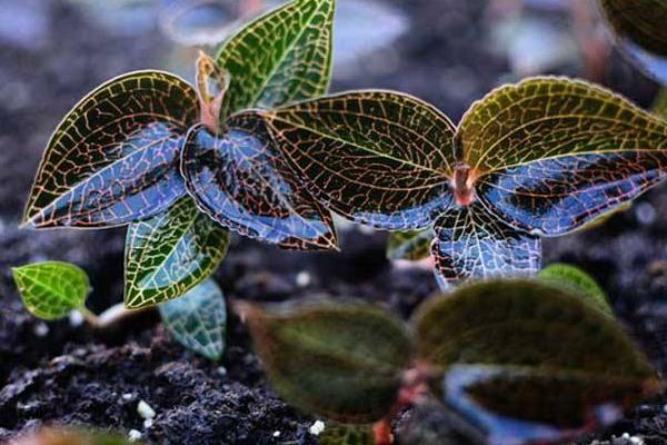 金線蓮怎么種 金線蓮種植方法