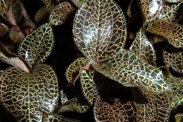 金線蓮市場(chǎng)價(jià)格多少一斤 金線蓮產(chǎn)地在哪里