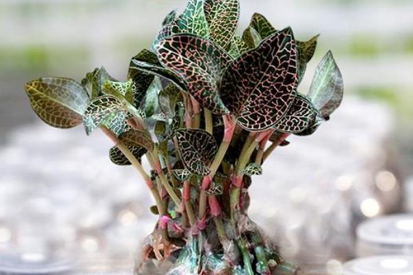 金線蓮小孩子可以喝嗎 孕婦可以吃金線蓮嗎