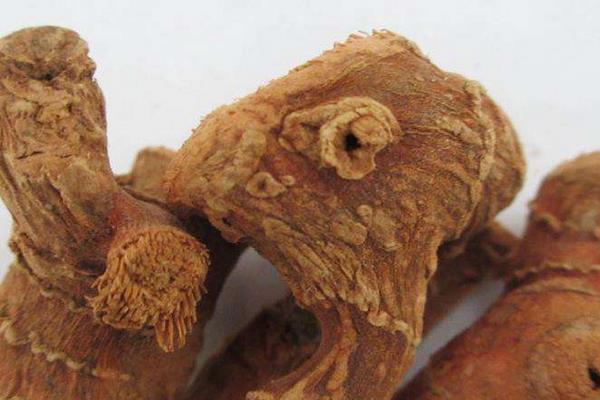 良姜是什么 良姜在調(diào)料中的作用是什么
