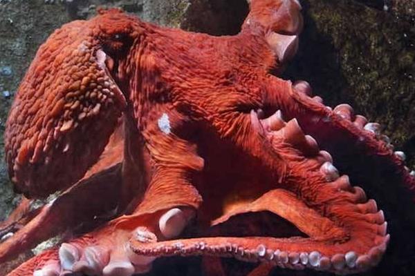 巨型章魚真的存在嗎 巨型章魚有多大