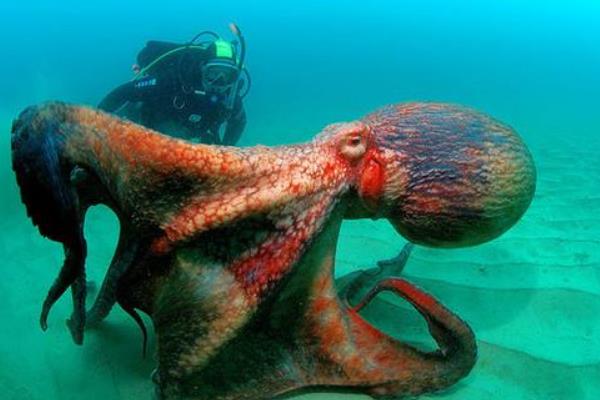 巨型章魚真的存在嗎 巨型章魚有多大