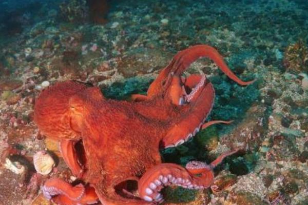 巨型章魚真的存在嗎 巨型章魚有多大