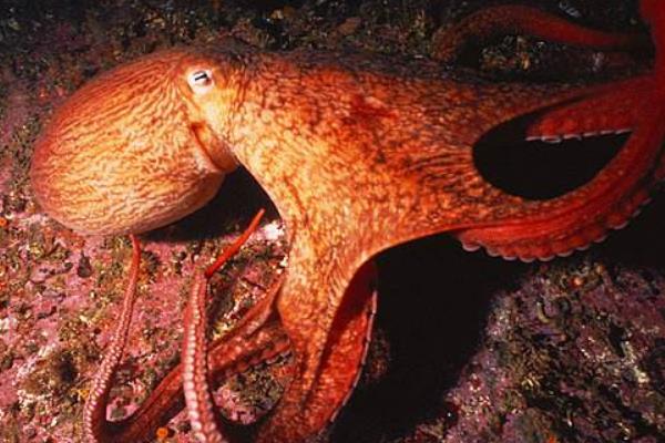 巨型章魚真的存在嗎 巨型章魚有多大